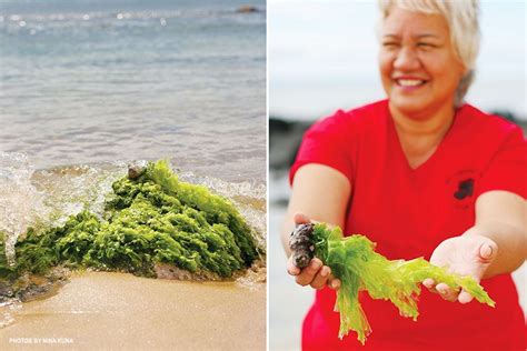 The Allure of Magical Seaweed in Stuart, FL